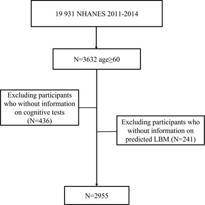 Predicted lean body mass in relation to cognitive function in the older adults